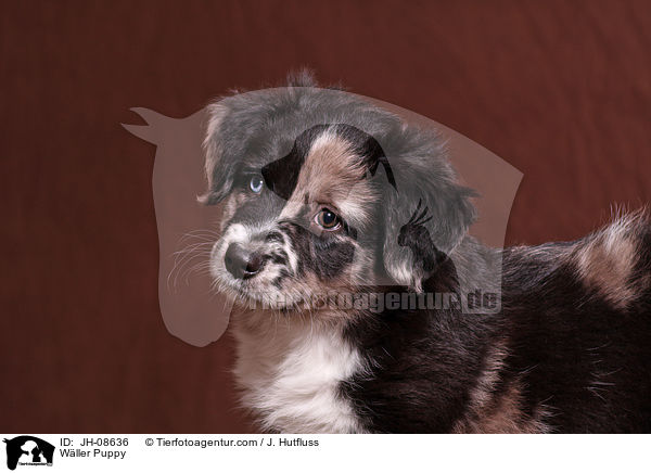 Wller Puppy / JH-08636
