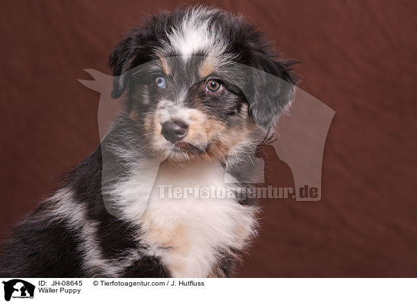 Wller Puppy / JH-08645