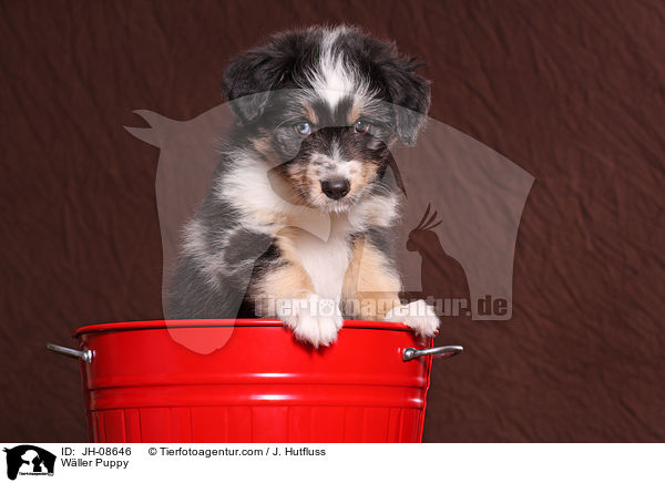 Wller Welpe / Wller Puppy / JH-08646