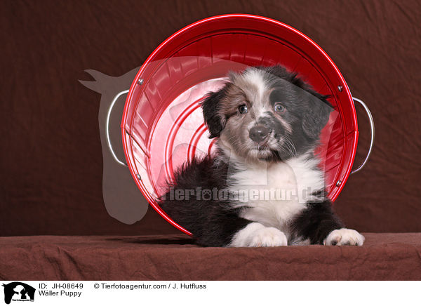 Wller Puppy / JH-08649