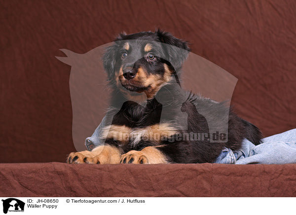 Wller Puppy / JH-08650