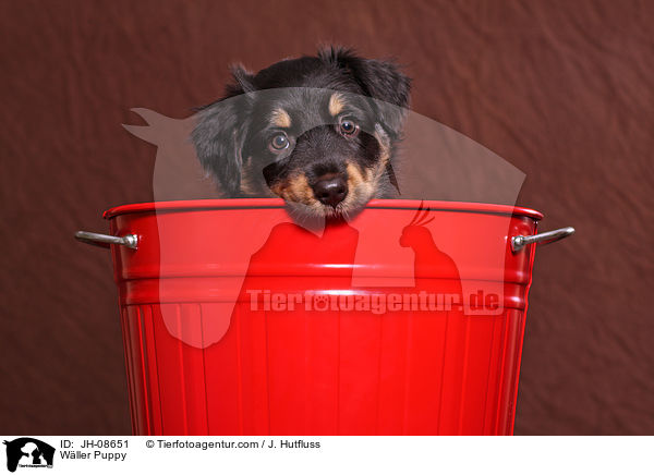 Wller Puppy / JH-08651