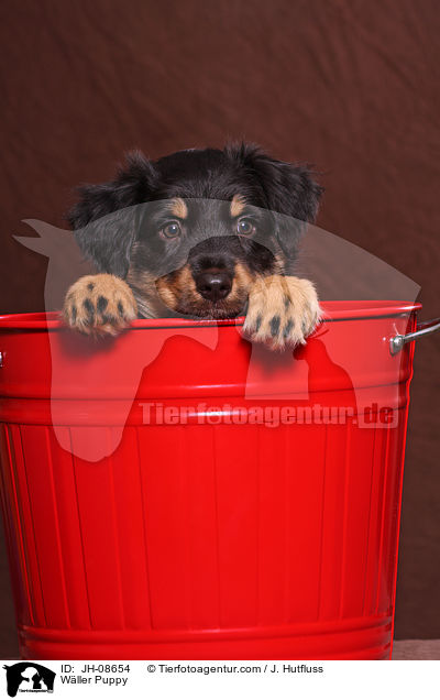 Wller Welpe / Wller Puppy / JH-08654