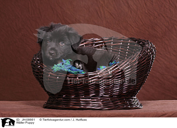 Wller Puppy / JH-08661