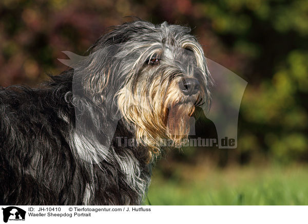Wller Portrait / Waeller Sheepdog Portrait / JH-10410