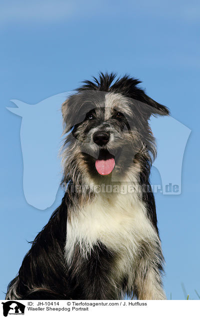 Wller Portrait / Waeller Sheepdog Portrait / JH-10414