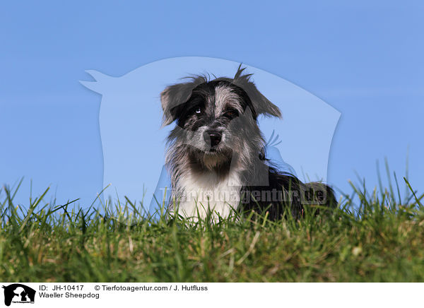Wller / Waeller Sheepdog / JH-10417