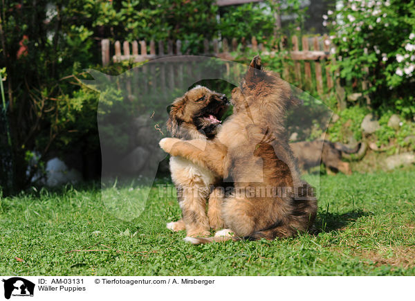 Wller Puppies / AM-03131