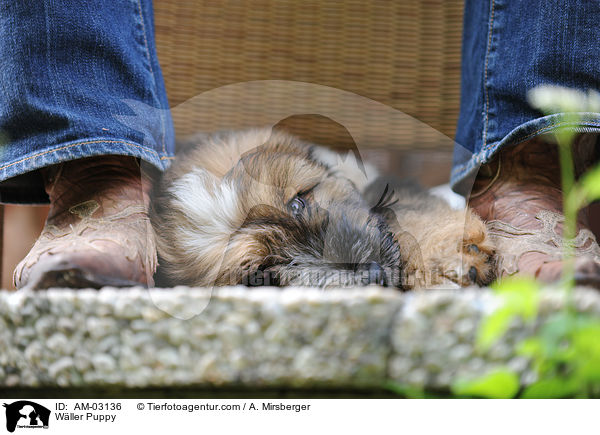 Wller Puppy / AM-03136