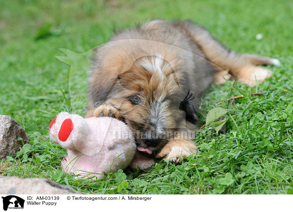 Wller Puppy / AM-03139
