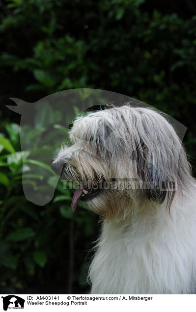 Waeller Sheepdog Portrait / AM-03141