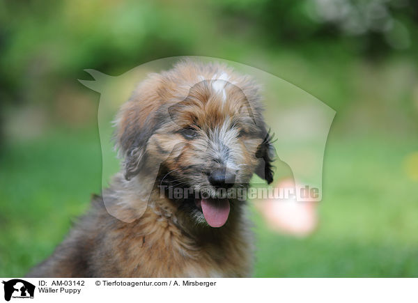 Wller Puppy / AM-03142
