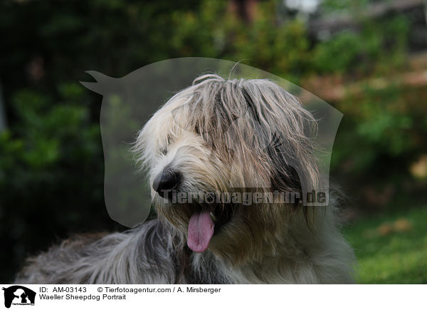 Waeller Sheepdog Portrait / AM-03143