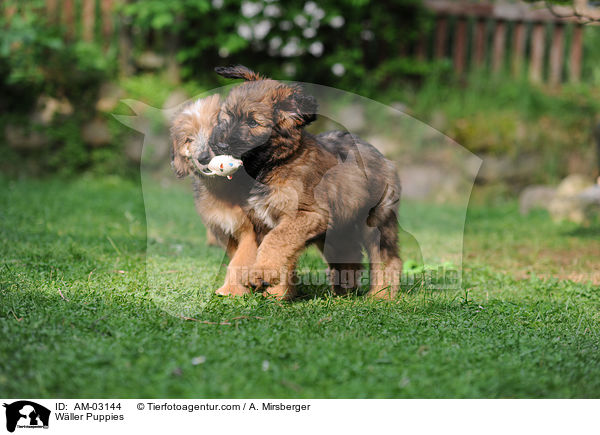 Wller Puppies / AM-03144