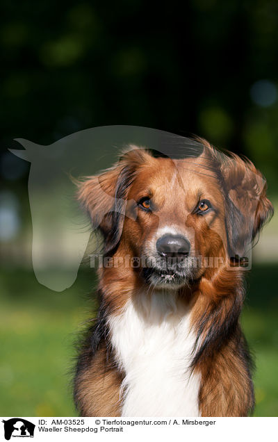 Waeller Sheepdog Portrait / AM-03525