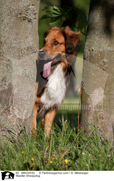Waeller Sheepdog / AM-03532