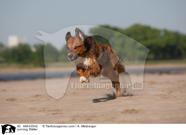 running Wller / AM-03542