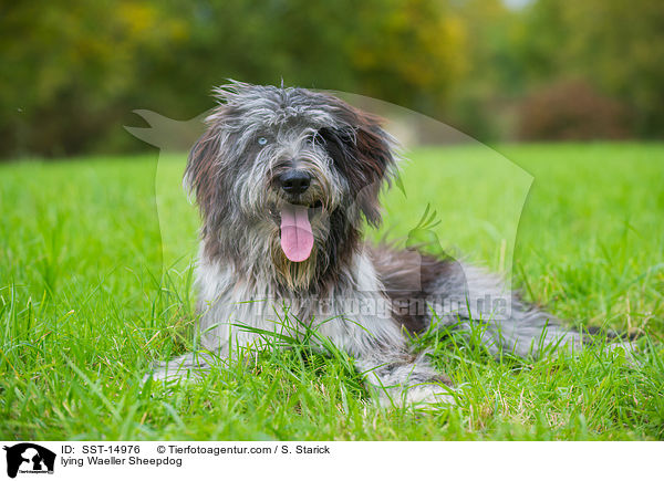 lying Waeller Sheepdog / SST-14976