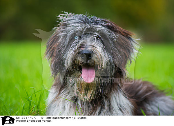 Waeller Sheepdog Portrait / SST-14977