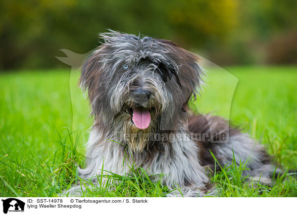 lying Waeller Sheepdog / SST-14978
