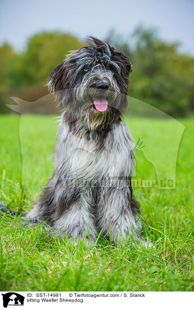sitting Waeller Sheepdog / SST-14981