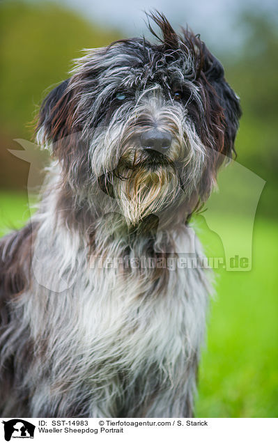 Waeller Sheepdog Portrait / SST-14983