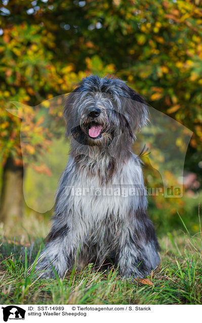 sitting Waeller Sheepdog / SST-14989
