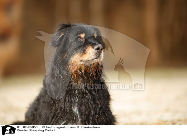 Waeller Sheepdog Portrait / KB-05053