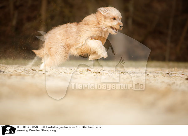running Waeller Sheepdog / KB-05058