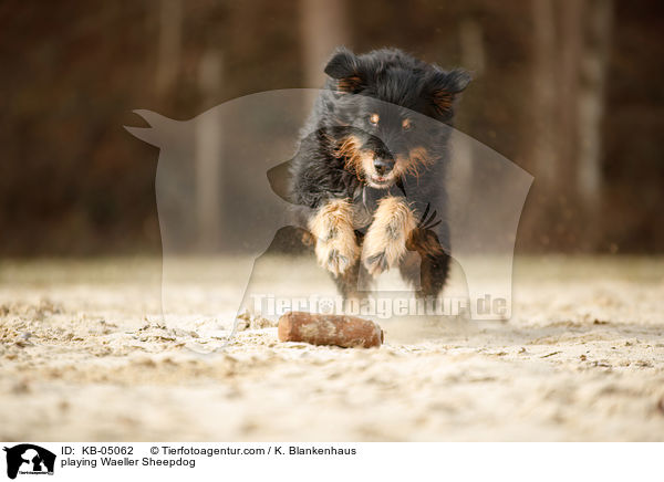 playing Waeller Sheepdog / KB-05062