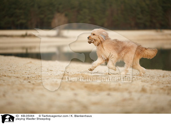 playing Waeller Sheepdog / KB-05064