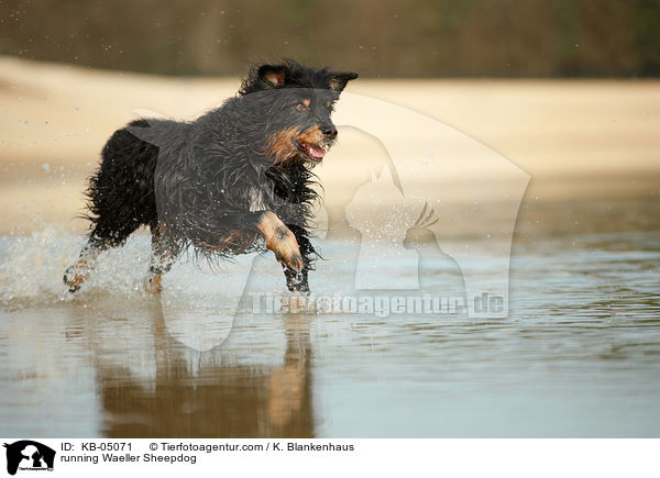 running Waeller Sheepdog / KB-05071