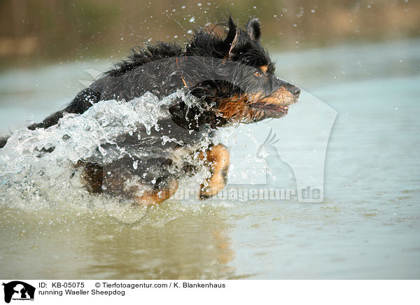 running Waeller Sheepdog / KB-05075