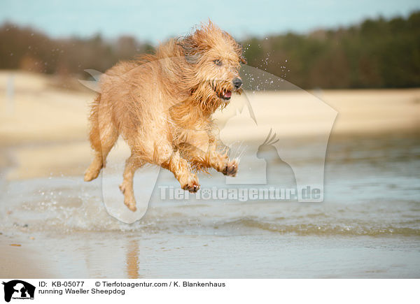 running Waeller Sheepdog / KB-05077