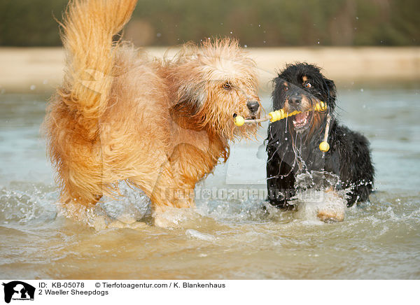 2 Waeller Sheepdogs / KB-05078