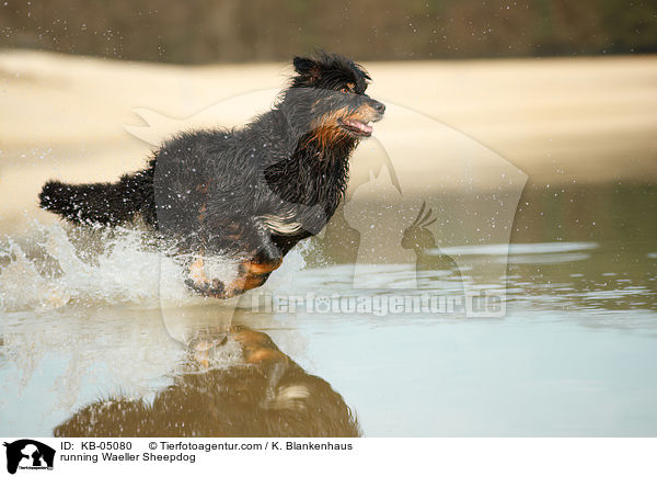 running Waeller Sheepdog / KB-05080