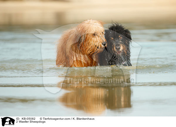 2 Waeller Sheepdogs / KB-05082