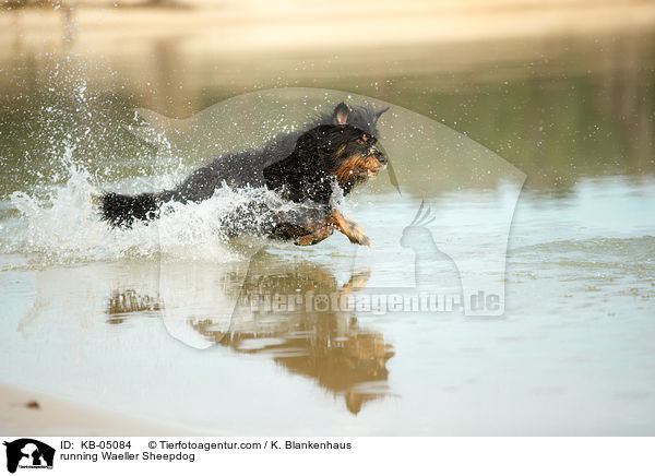 running Waeller Sheepdog / KB-05084