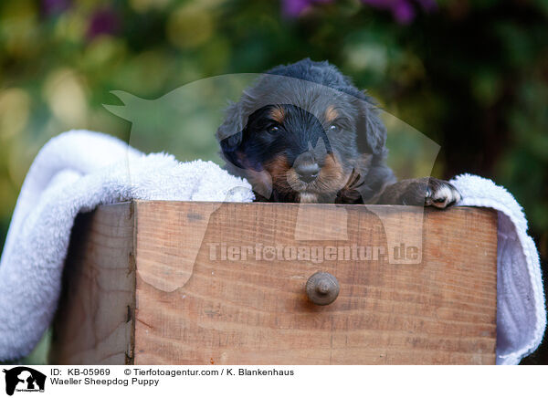 Wller Welpe / Waeller Sheepdog Puppy / KB-05969