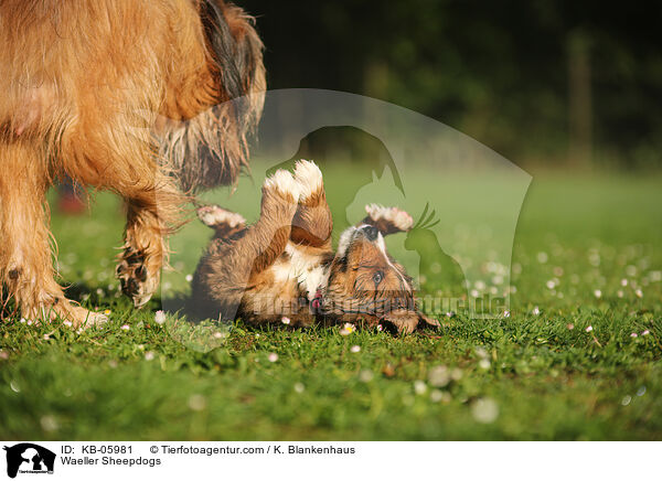 Waeller Sheepdogs / KB-05981