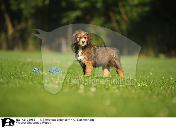 Waeller Sheepdog Puppy / KB-05985