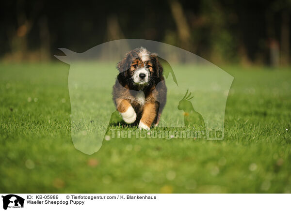 Waeller Sheepdog Puppy / KB-05989
