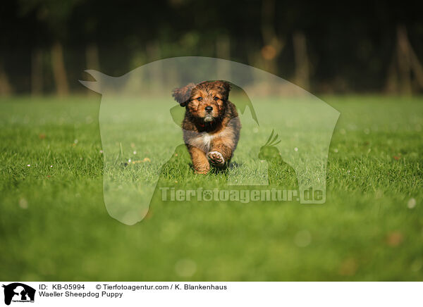 Waeller Sheepdog Puppy / KB-05994