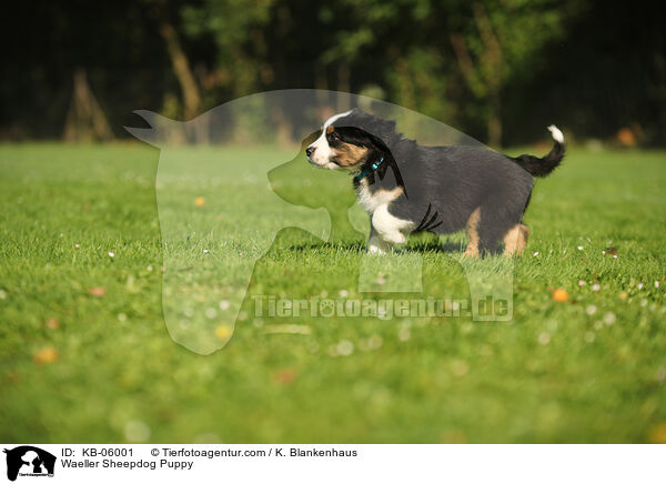 Waeller Sheepdog Puppy / KB-06001