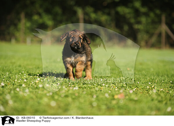 Waeller Sheepdog Puppy / KB-06010
