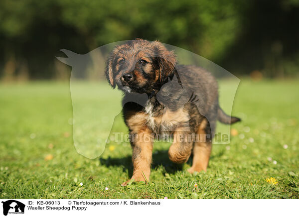 Waeller Sheepdog Puppy / KB-06013