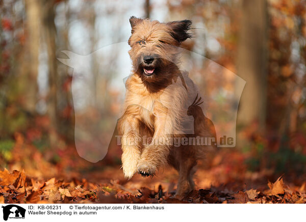 Waeller Sheepdog in autumn / KB-06231