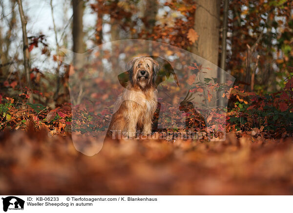 Waeller Sheepdog in autumn / KB-06233