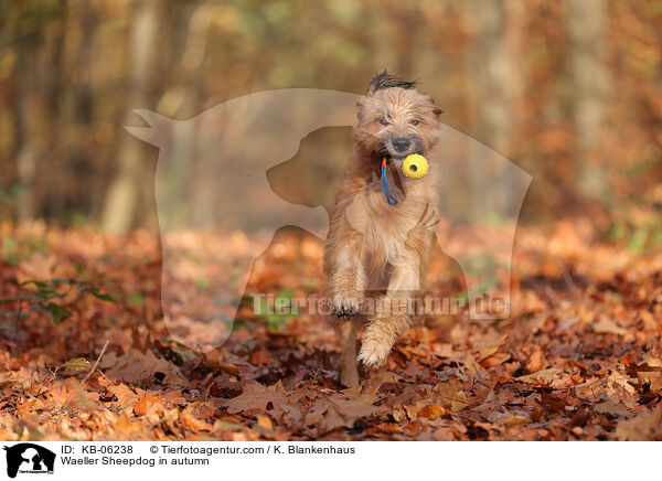 Waeller Sheepdog in autumn / KB-06238