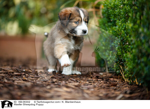 Waeller Sheepdog Puppy / KB-06302